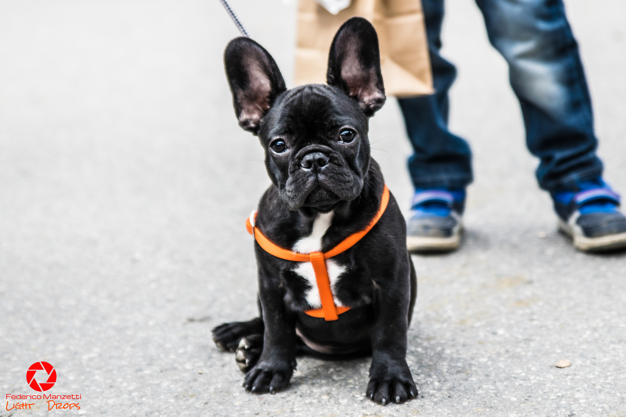 Tamron SP 24-70mm F2.8 Di VC USD sample photo. Curious frenchie photography