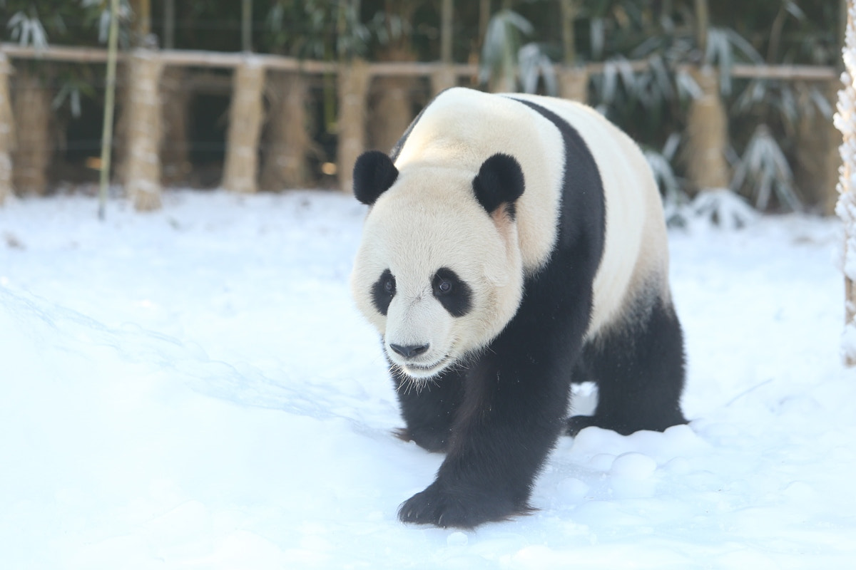 Canon EF 70-200mm F2.8L IS USM sample photo. Snow panda in korea, everland theme park photography