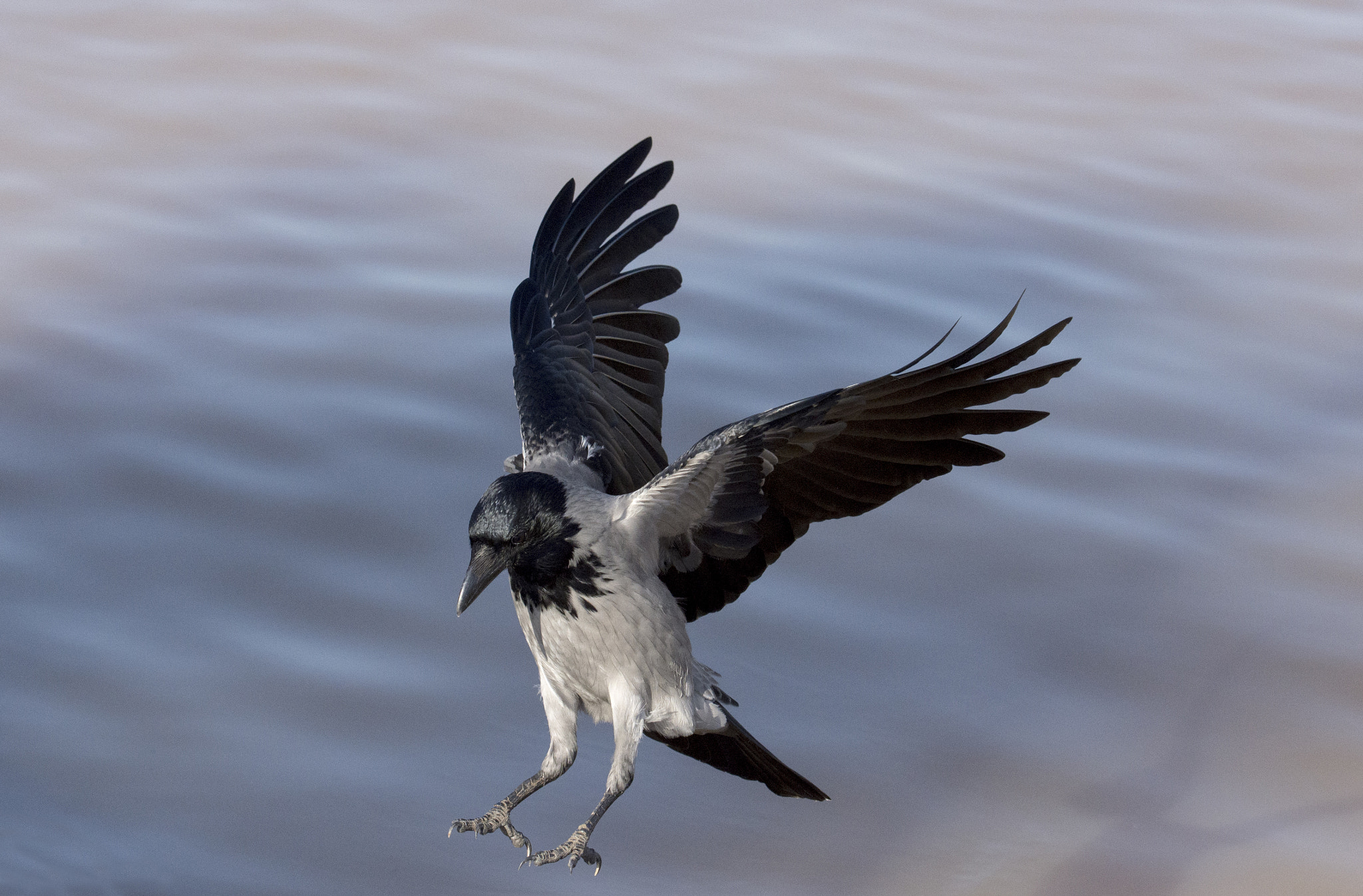 Nikon AF-S Nikkor 70-200mm F2.8G ED VR II sample photo. Corvus corax photography