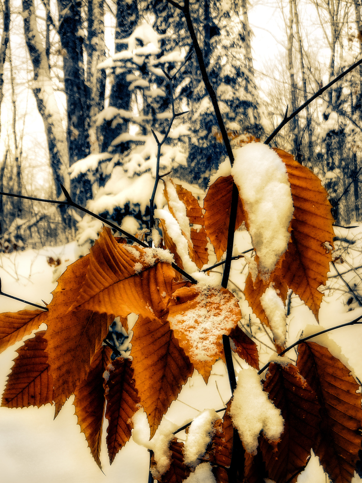 Fujifilm FinePix XP50 sample photo. Orange leaves photography