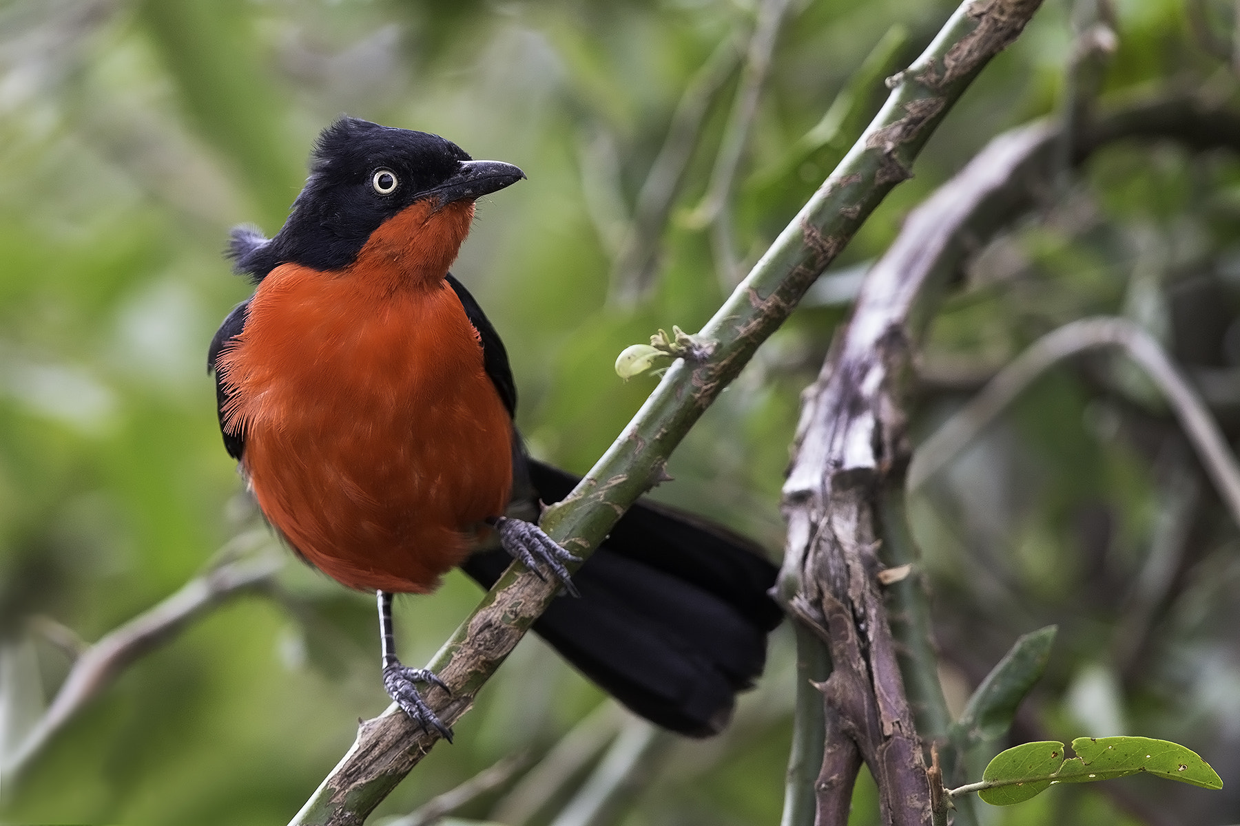 Canon EF 600mm F4L IS II USM sample photo. Black-headed gonolek photography