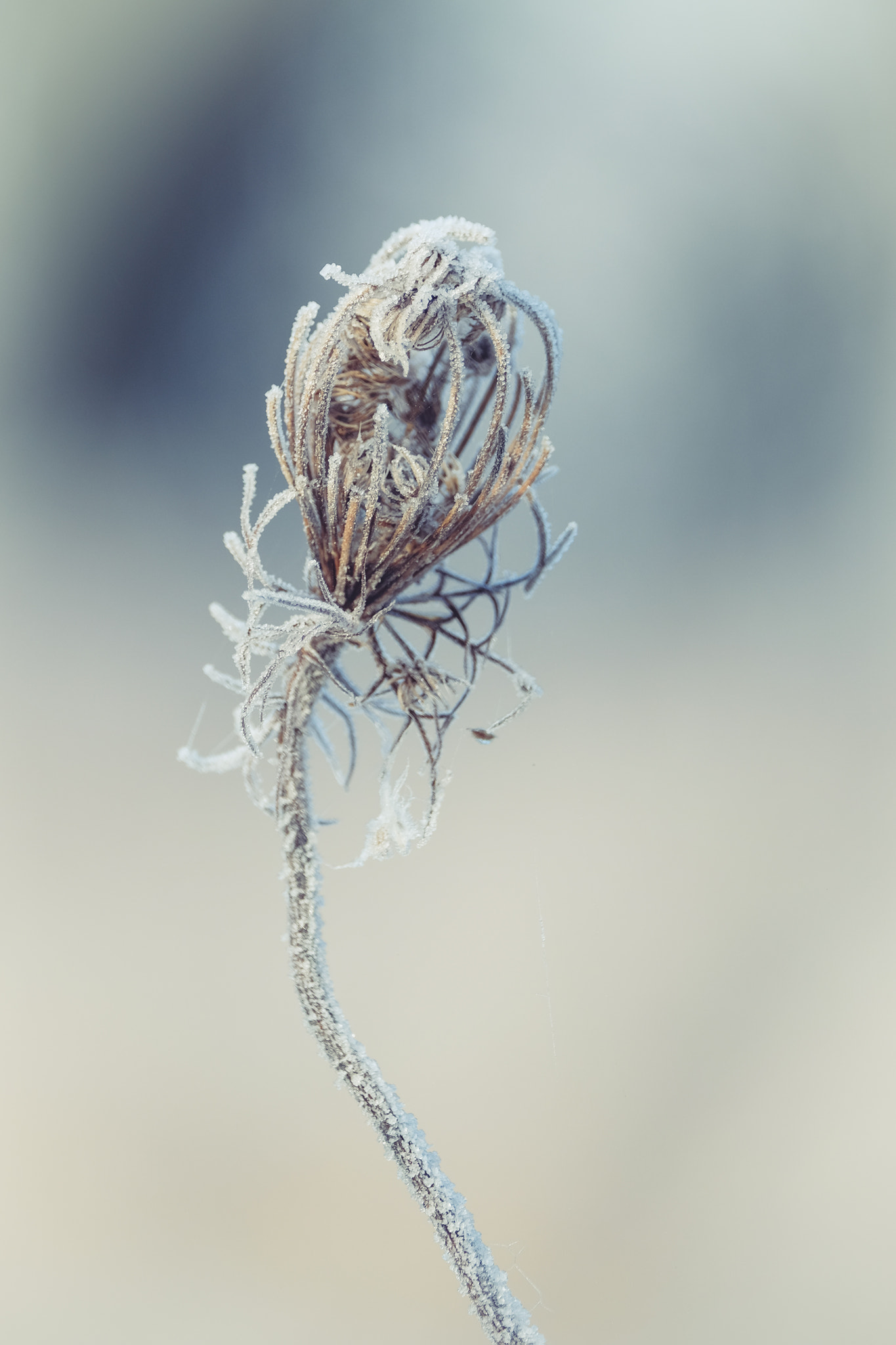 Fujifilm X-E2 + Fujifilm XF 55-200mm F3.5-4.8 R LM OIS sample photo. Frozen beauty photography