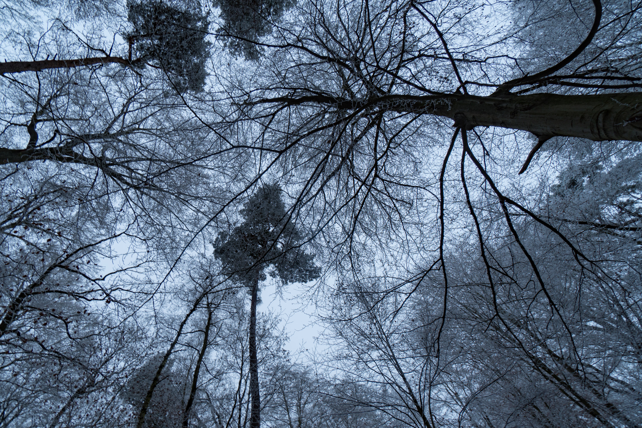 Sony a6500 + Sony E 10-18mm F4 OSS sample photo. Looking up photography