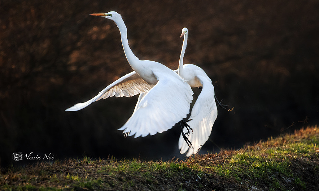 Nikon AF-S Nikkor 200-500mm F5.6E ED VR sample photo. Catch me! photography