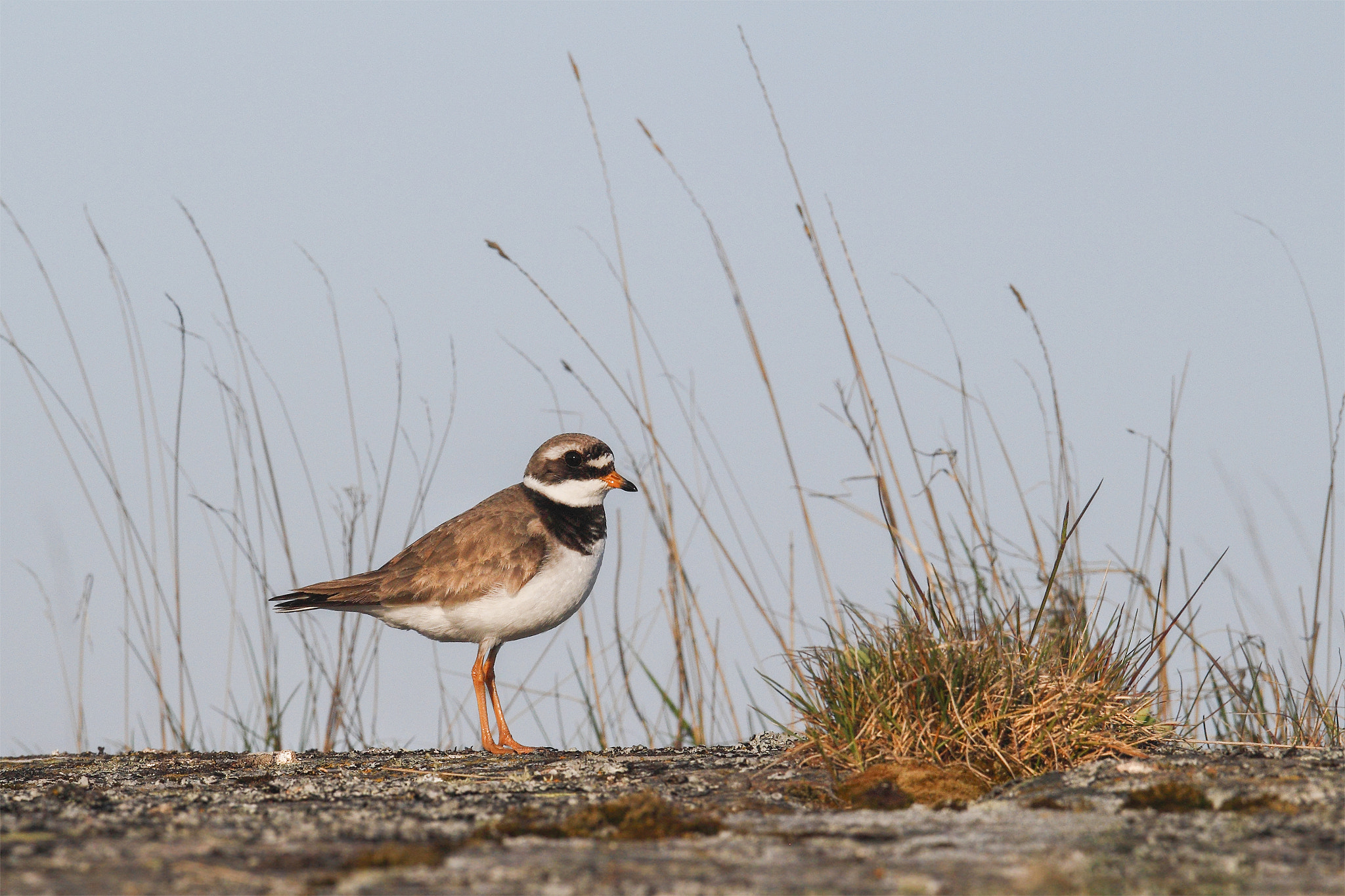 Canon EOS 7D + Canon EF 300mm F2.8L IS USM sample photo. Ringed plover (charadrius hiaticula) photography