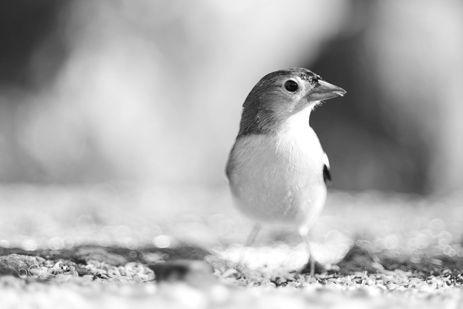 Pentax K-30 sample photo. I'm like a bird ii photography