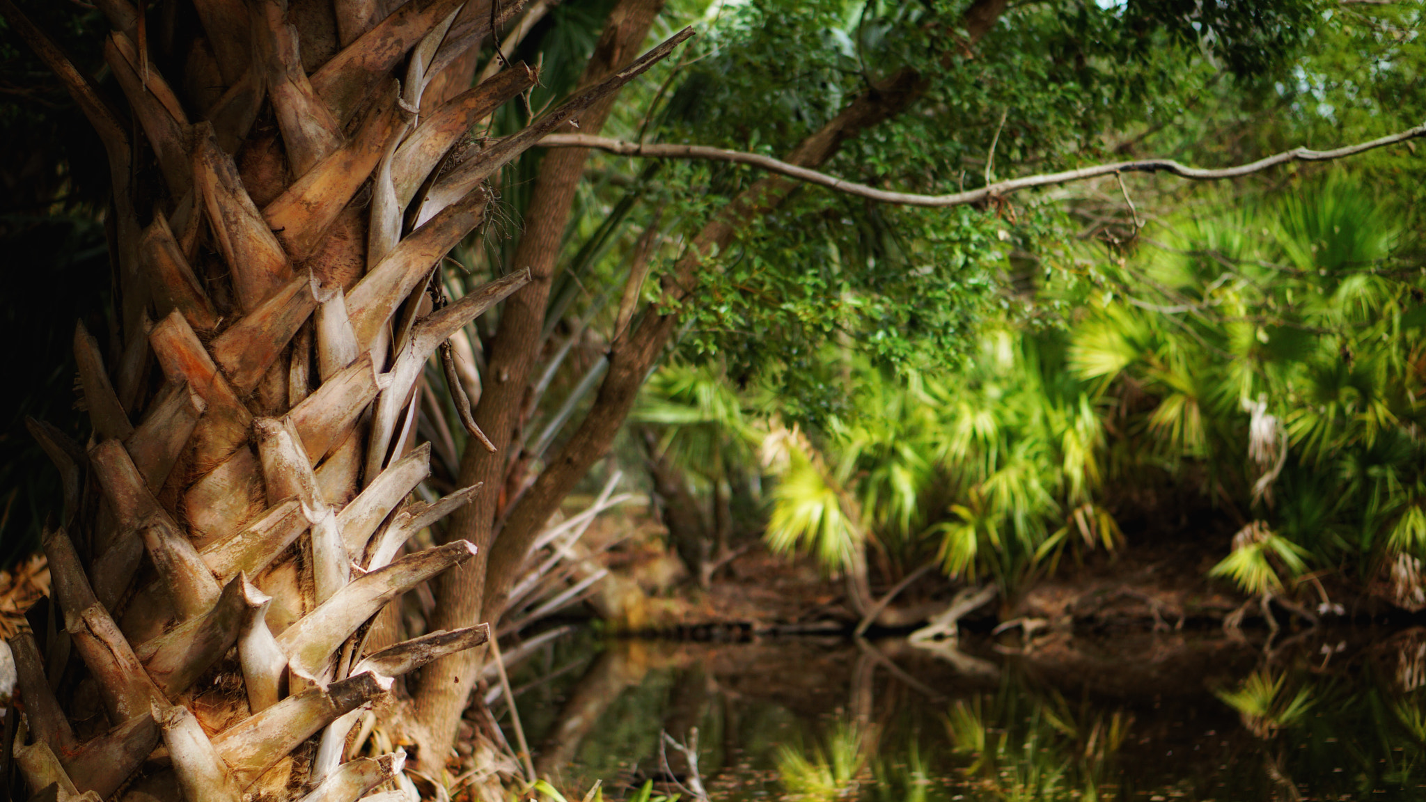 Sony E 50mm F1.8 OSS sample photo. City park in new orleans photography