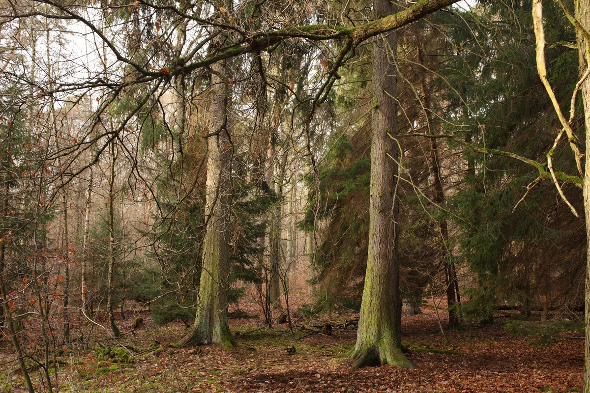 Canon EOS 5D Mark II + Canon EF 35mm F2 sample photo. Wood photography