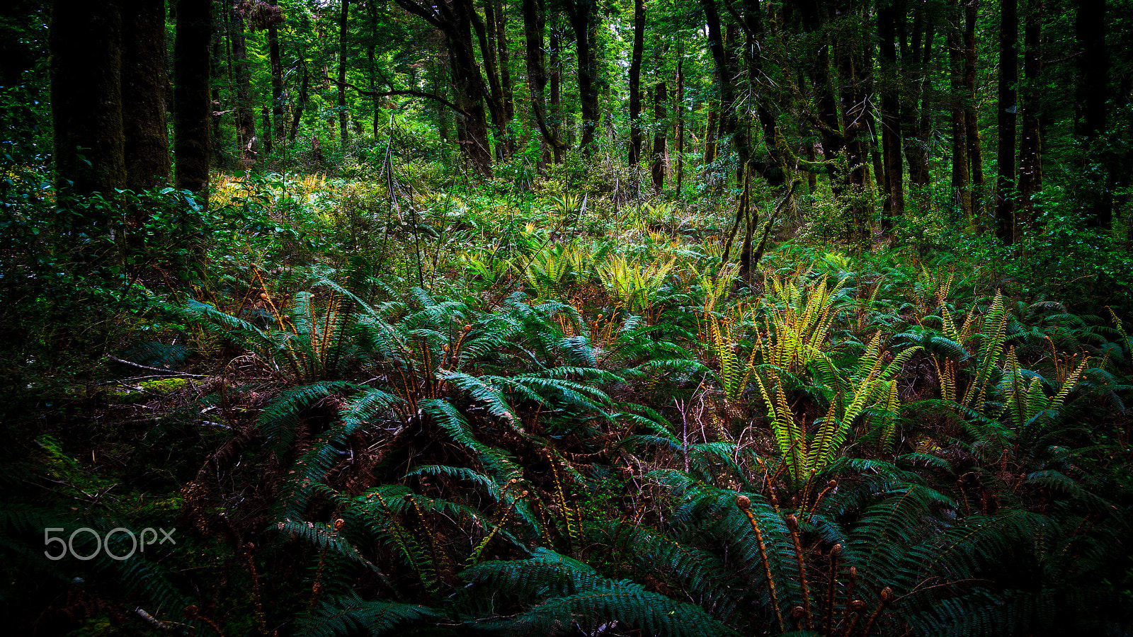 Sony Alpha DSLR-A850 sample photo. Blue pools walk photography