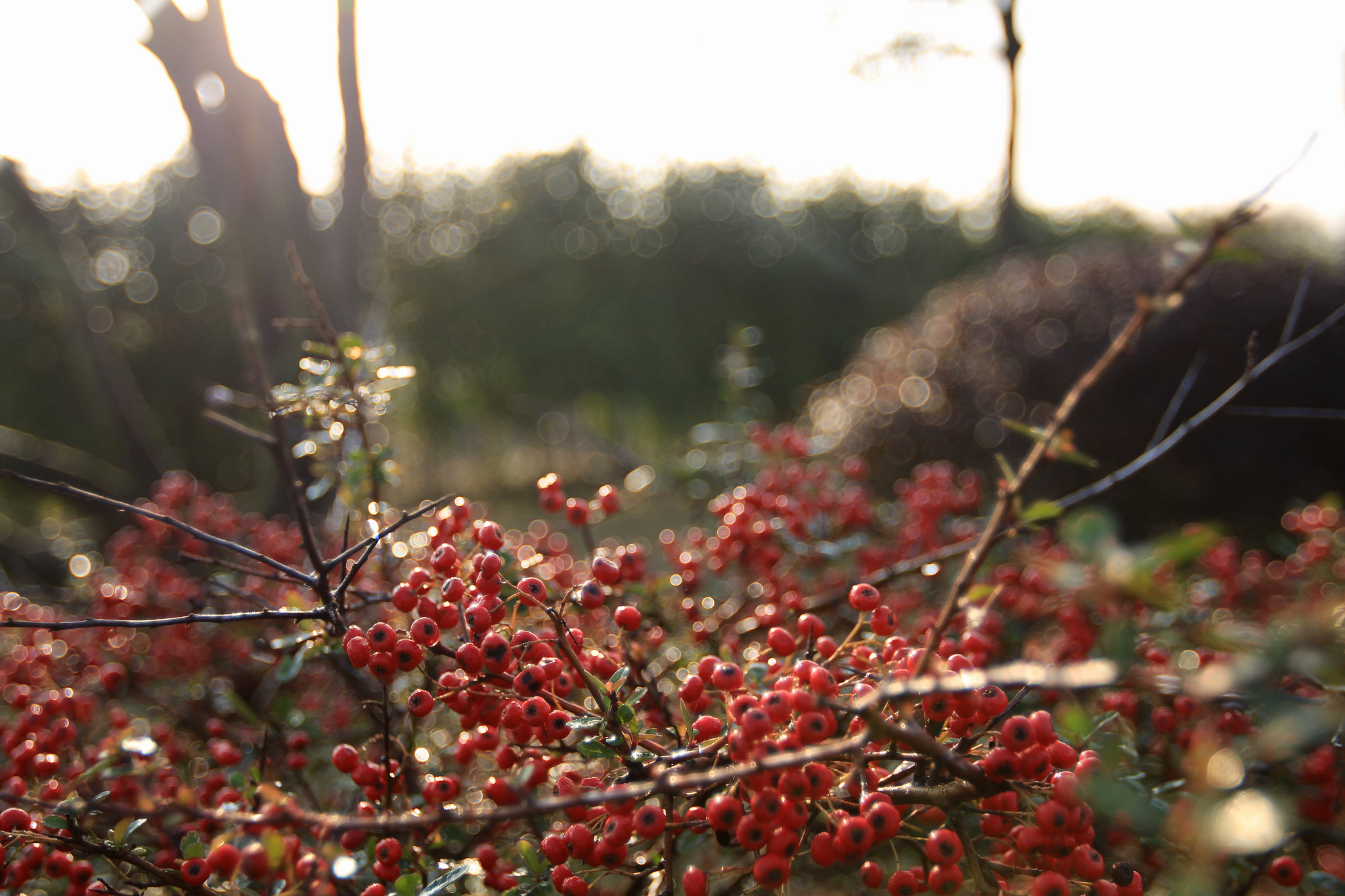 Canon EF 16-35mm F2.8L II USM sample photo