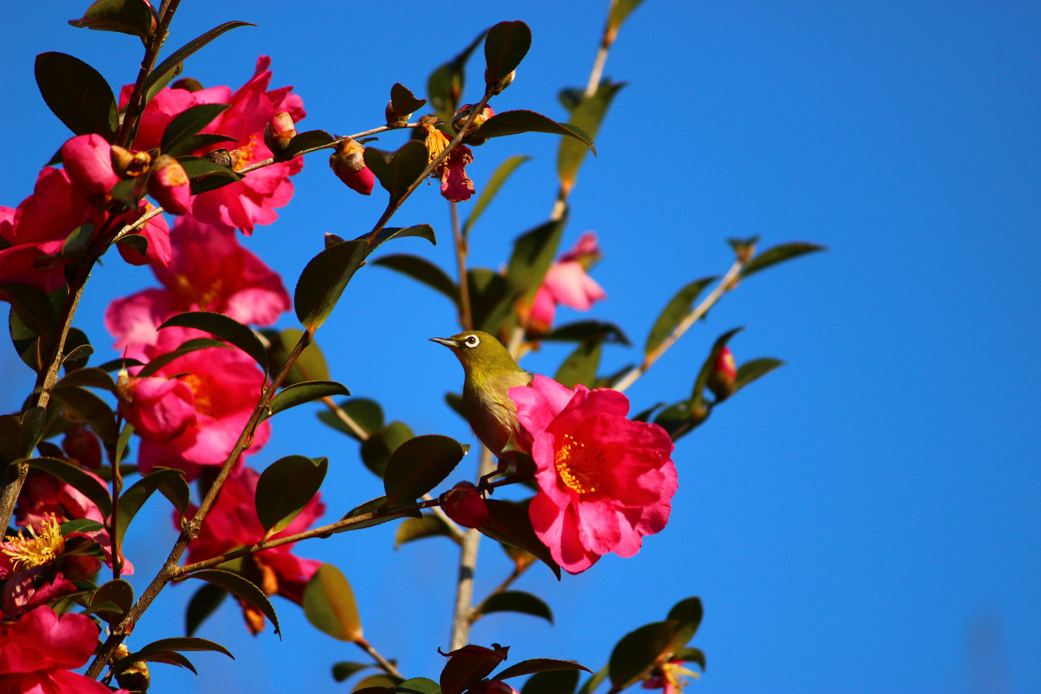 Canon EOS 100D (EOS Rebel SL1 / EOS Kiss X7) sample photo. 椿で一休み（メジロ） photography
