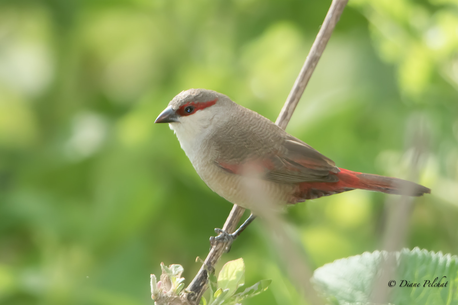 Canon EF 300mm F2.8L IS II USM sample photo. Crimson-rumped waxbill photography