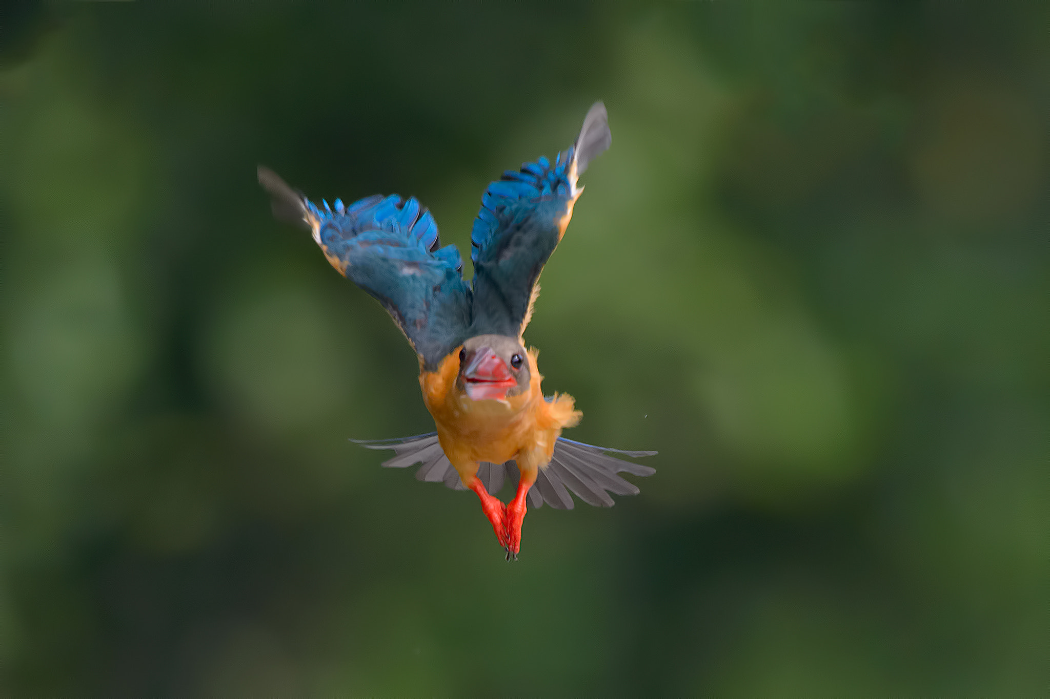 Nikon D4 + Nikon AF-S Nikkor 500mm F4G ED VR sample photo. Stork-billed kingfisher photography