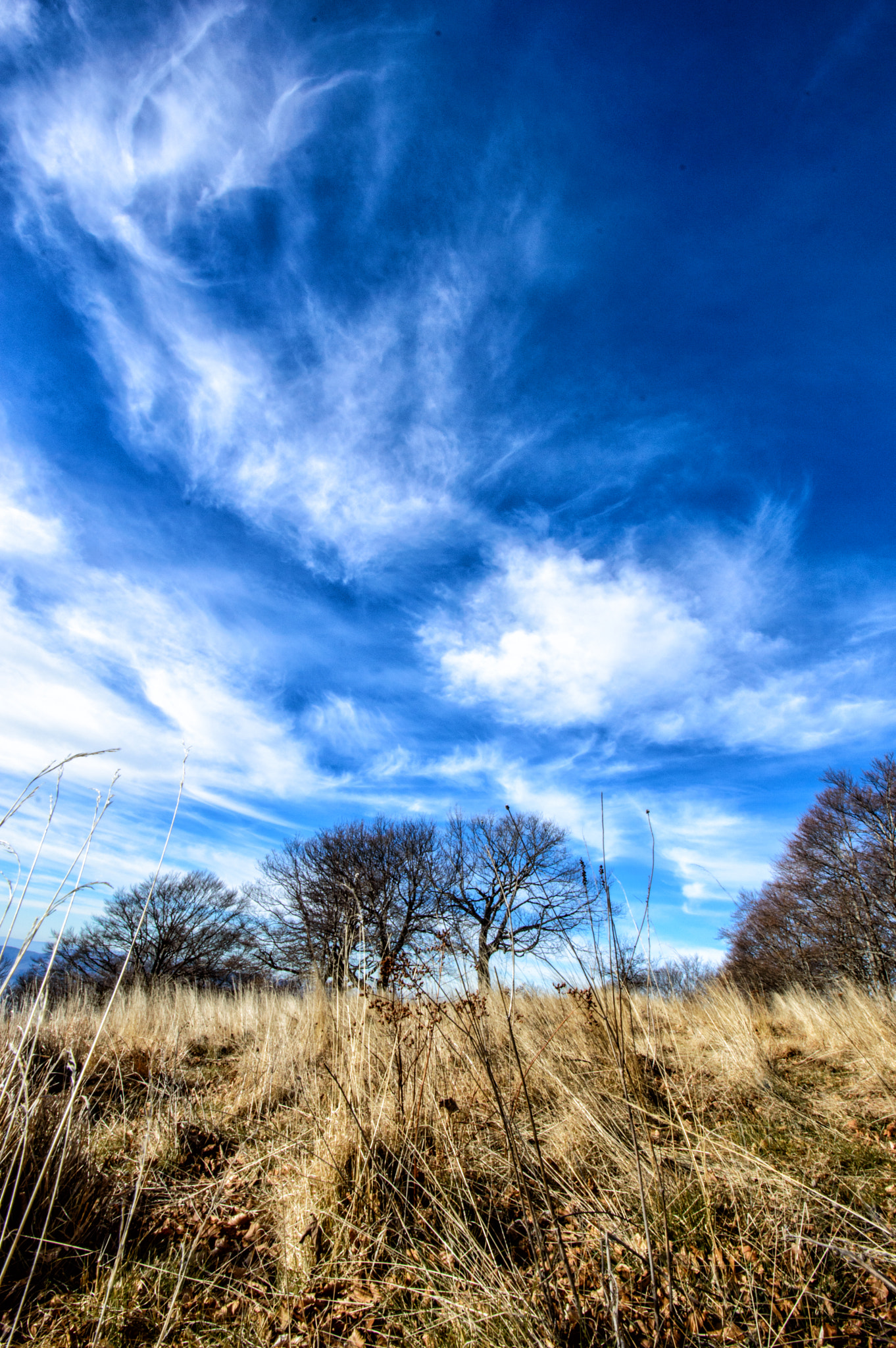 Nikon D3200 sample photo. The tree photography