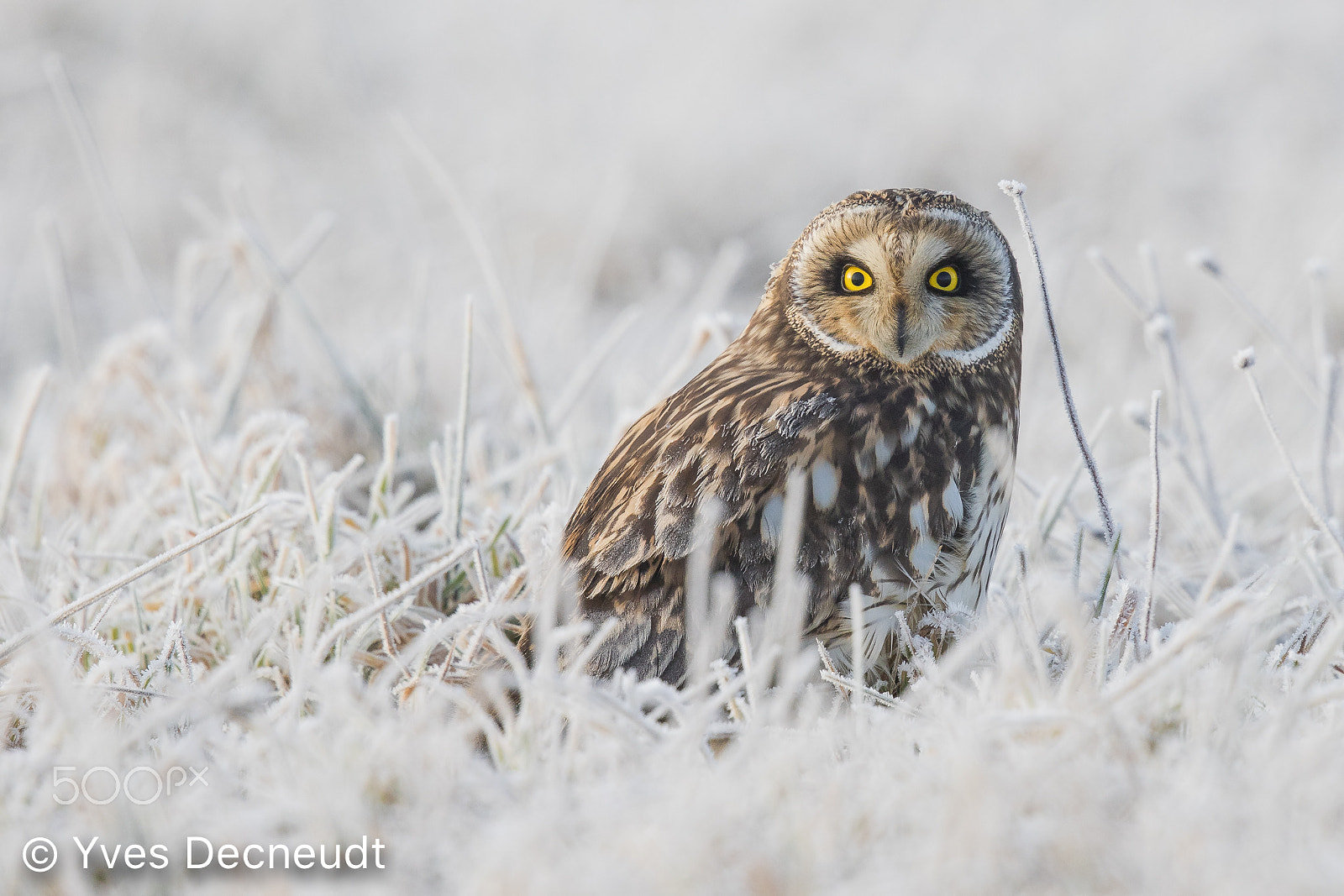 Canon EF 500mm F4L IS II USM sample photo. Short-eared owl, in white... photography