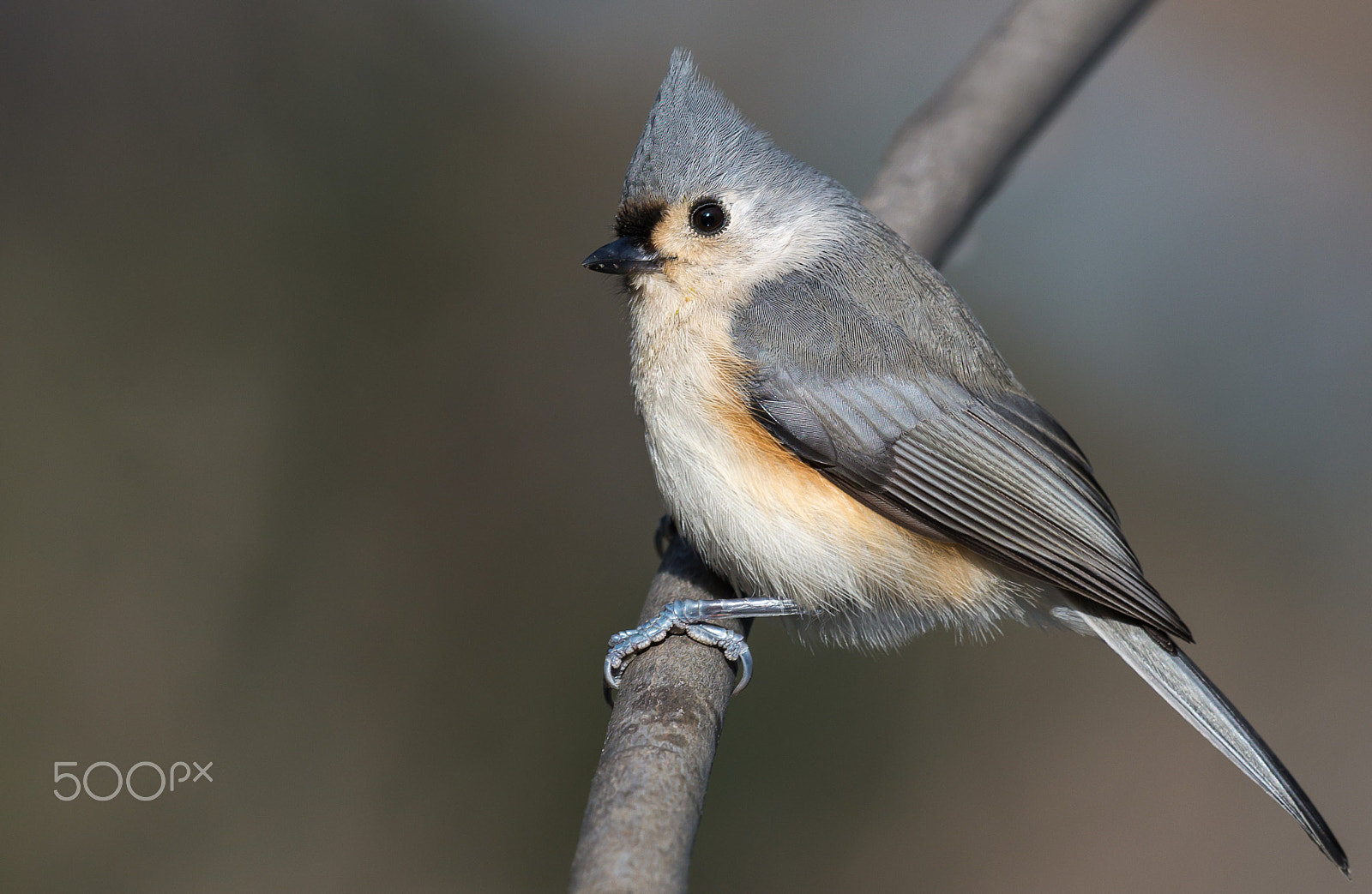 Nikon D610 + Nikon AF-S Nikkor 500mm F4G ED VR sample photo. Mésange bicolore / tufted titmouse photography