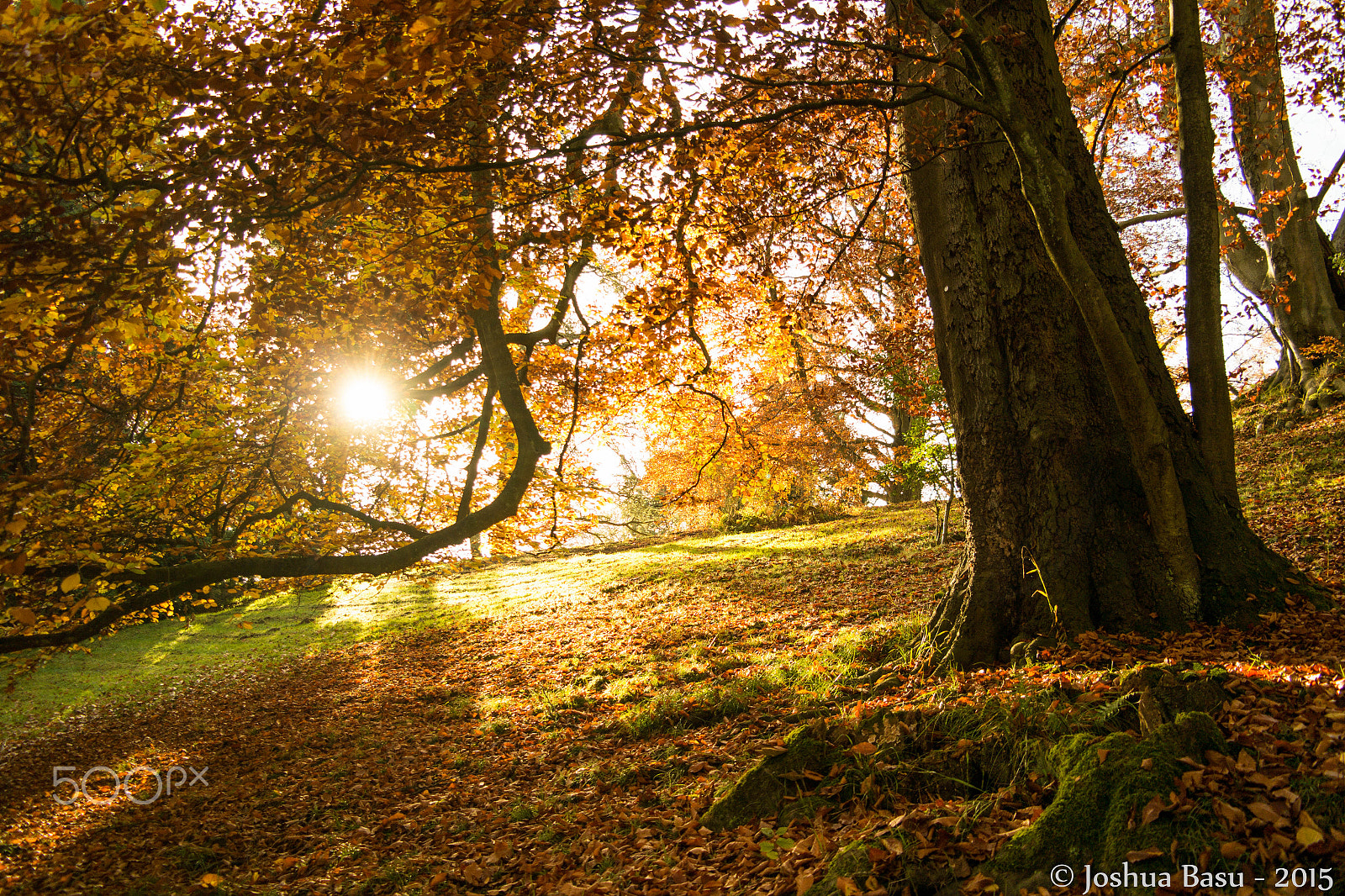 Samsung NX300M + Samsung NX 18-55mm F3.5-5.6 OIS sample photo. Autumn sun photography