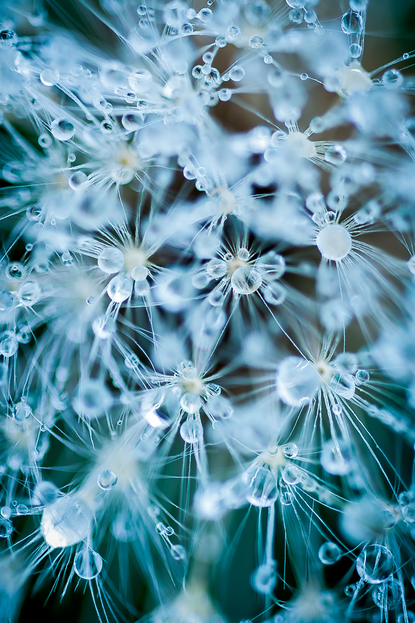 Sigma 105mm F2.8 EX DG OS HSM sample photo. Apres le givre photography