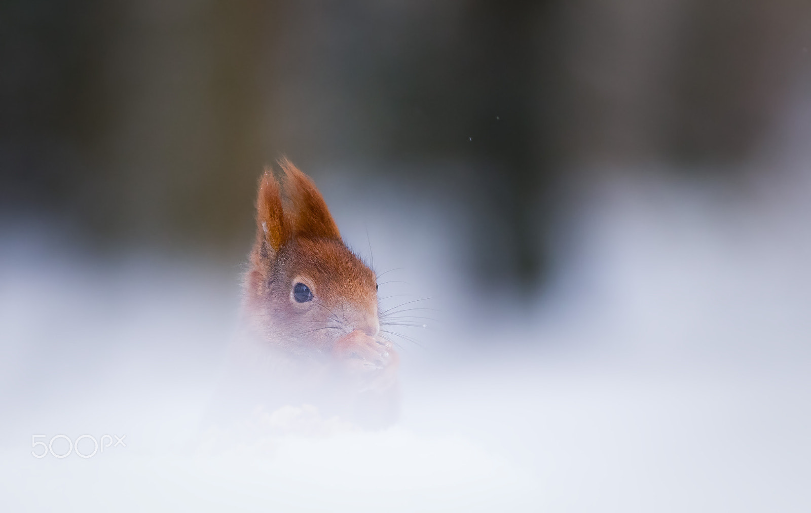 Canon EOS 80D + Canon EF 400mm F5.6L USM sample photo. Veverčák photography