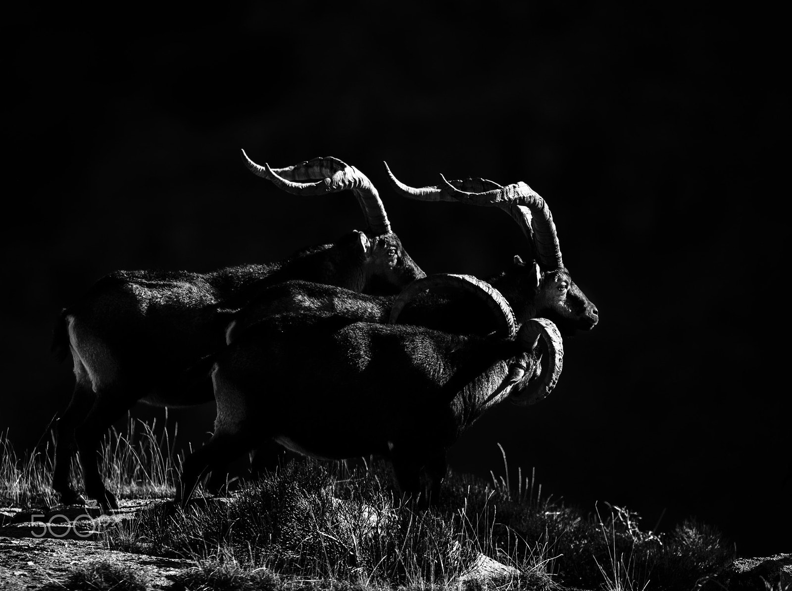 Nikon AF-S Nikkor 500mm F4E FL ED VR sample photo. Illuminated profiles photography
