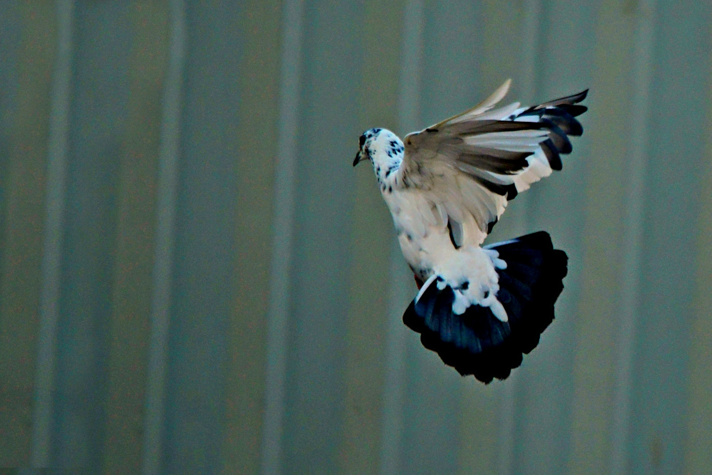 Sigma 150-500mm F5-6.3 DG OS HSM sample photo. Parindaa photography