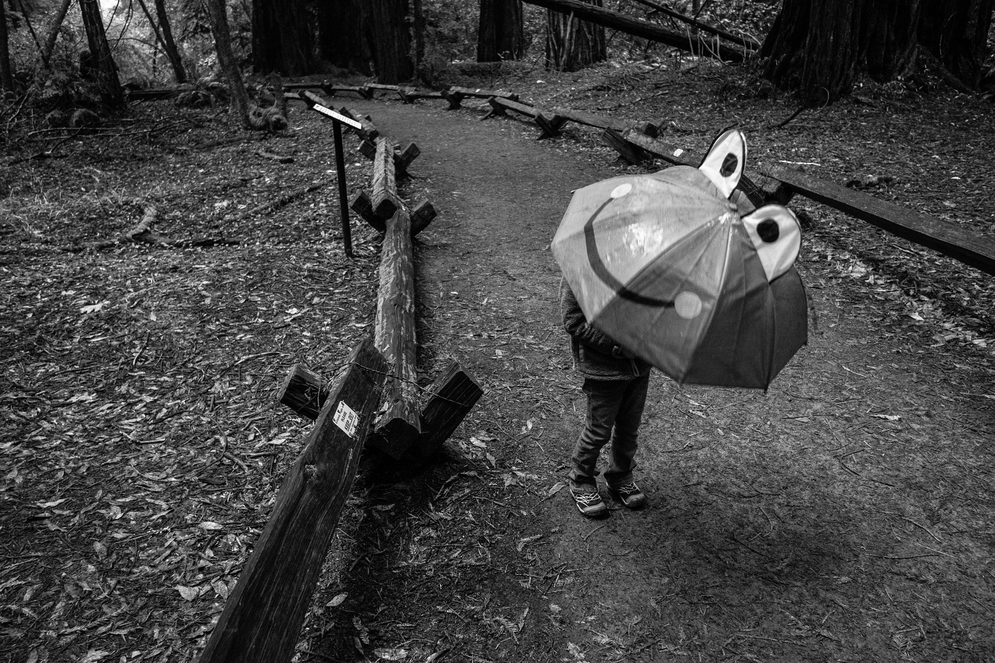 Fujifilm X-E2 + Fujifilm XF 18mm F2 R sample photo. Untitled. guerneville, ca. photography