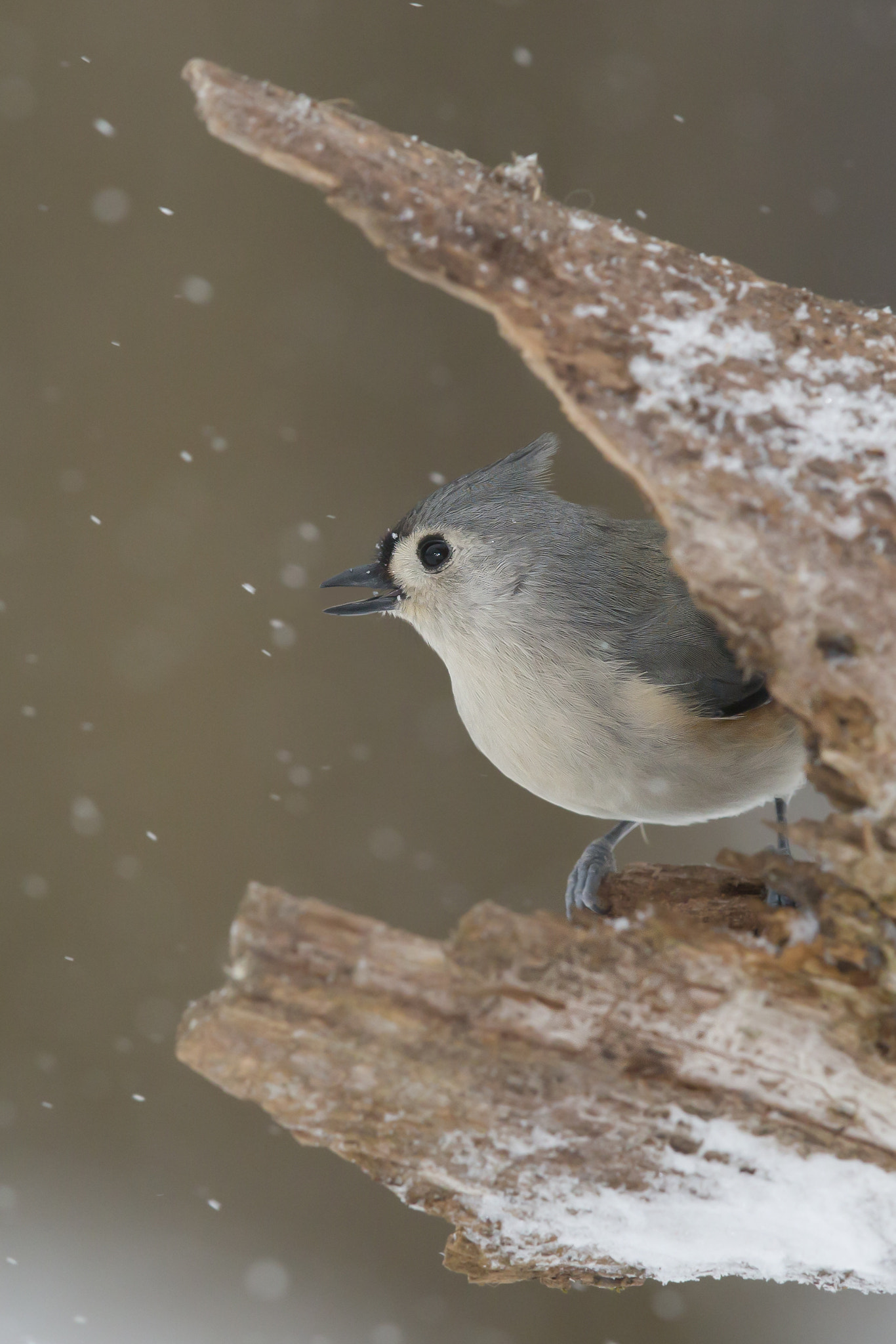 Canon EF 600mm F4L IS II USM sample photo. Tufted titmouse photography