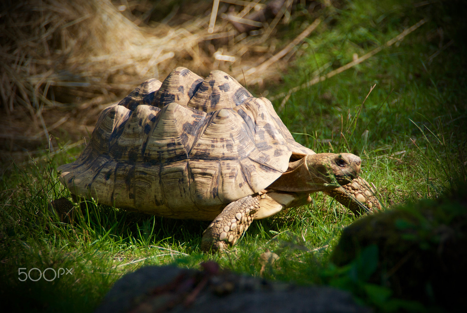 Pentax K10D sample photo. Tortoise photography