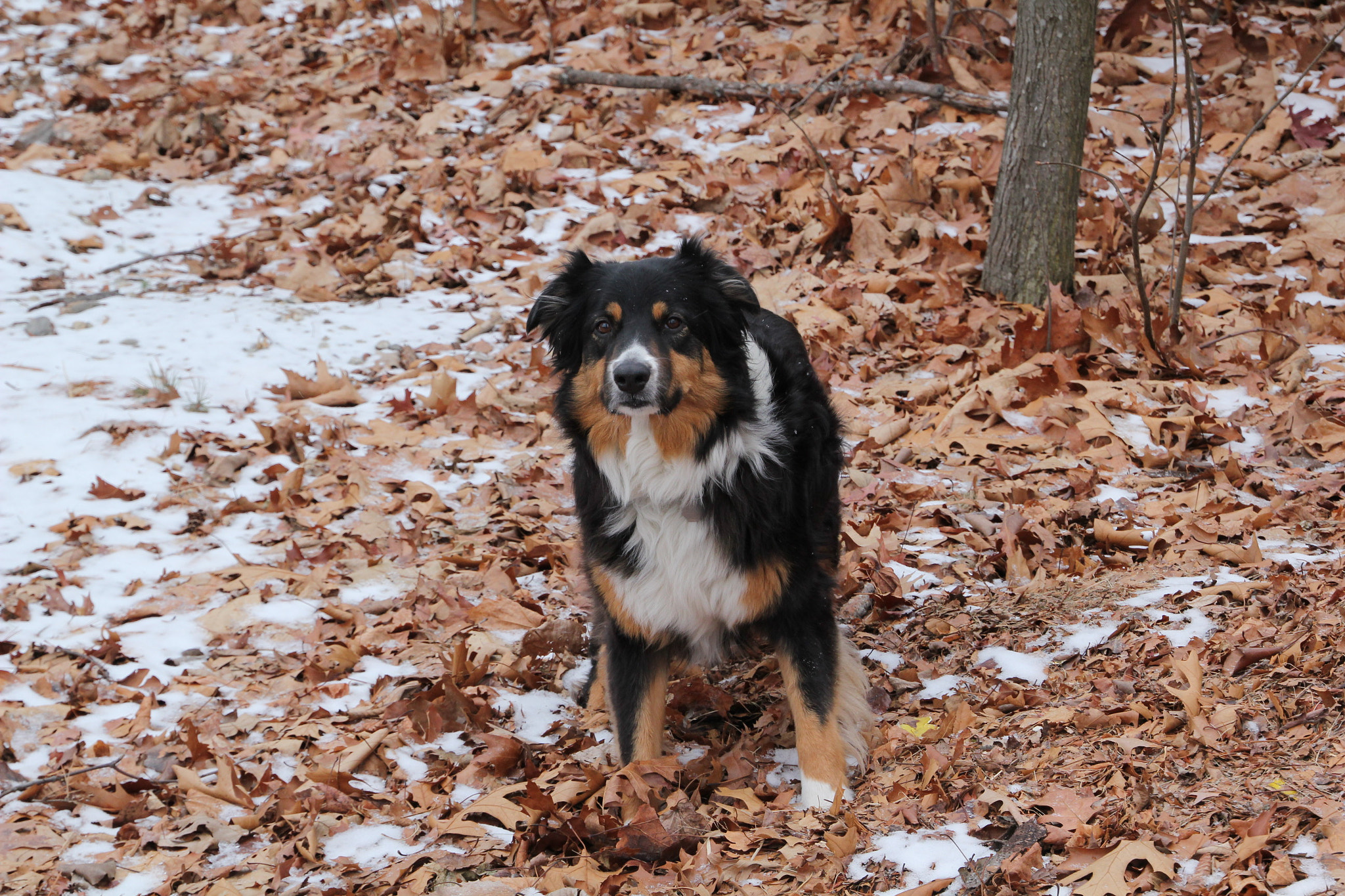 Canon EOS 550D (EOS Rebel T2i / EOS Kiss X4) sample photo. Sophie dog photography
