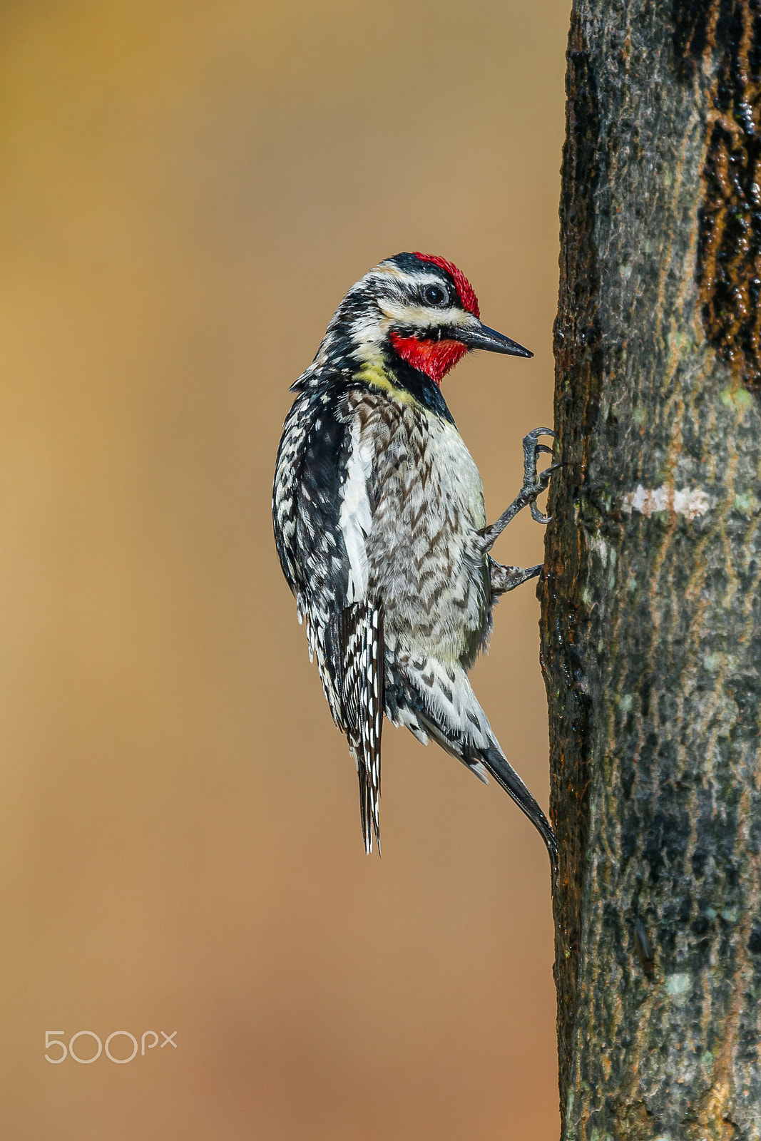 Nikon Nikkor AF-S 300mm F4E PF ED VR sample photo. Pic maculé photography