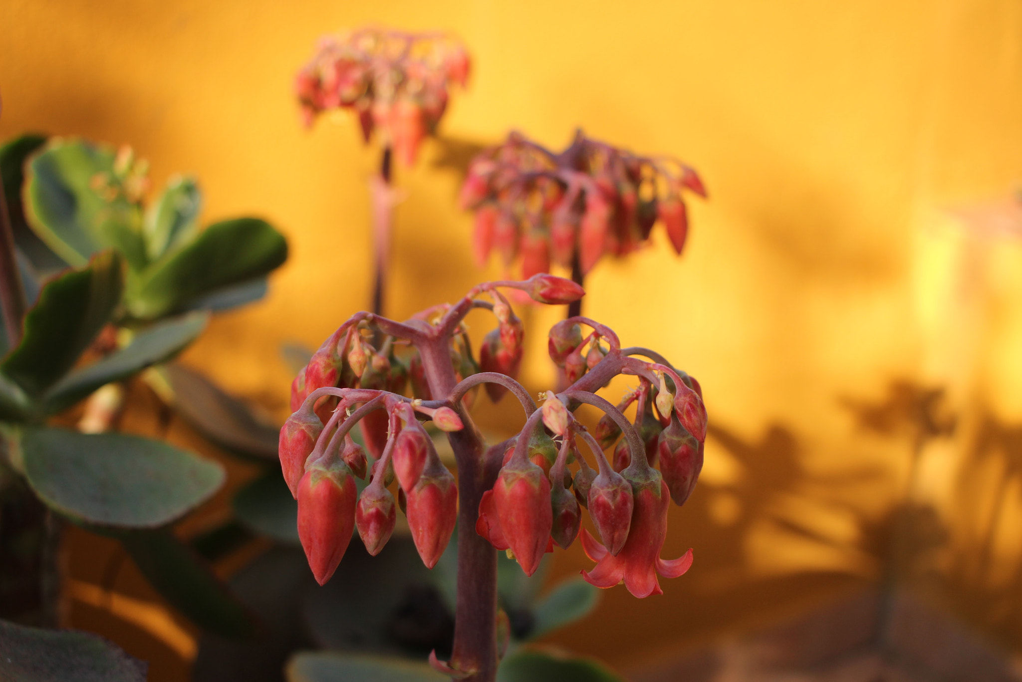 Canon EF-S 24mm F2.8 STM sample photo. Buds in front of yellow wall photography