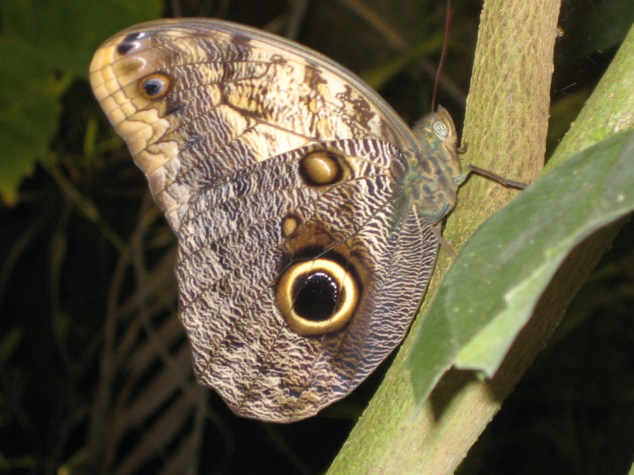 Canon DIGITAL IXUS 40 sample photo. Mariposa.jpg photography