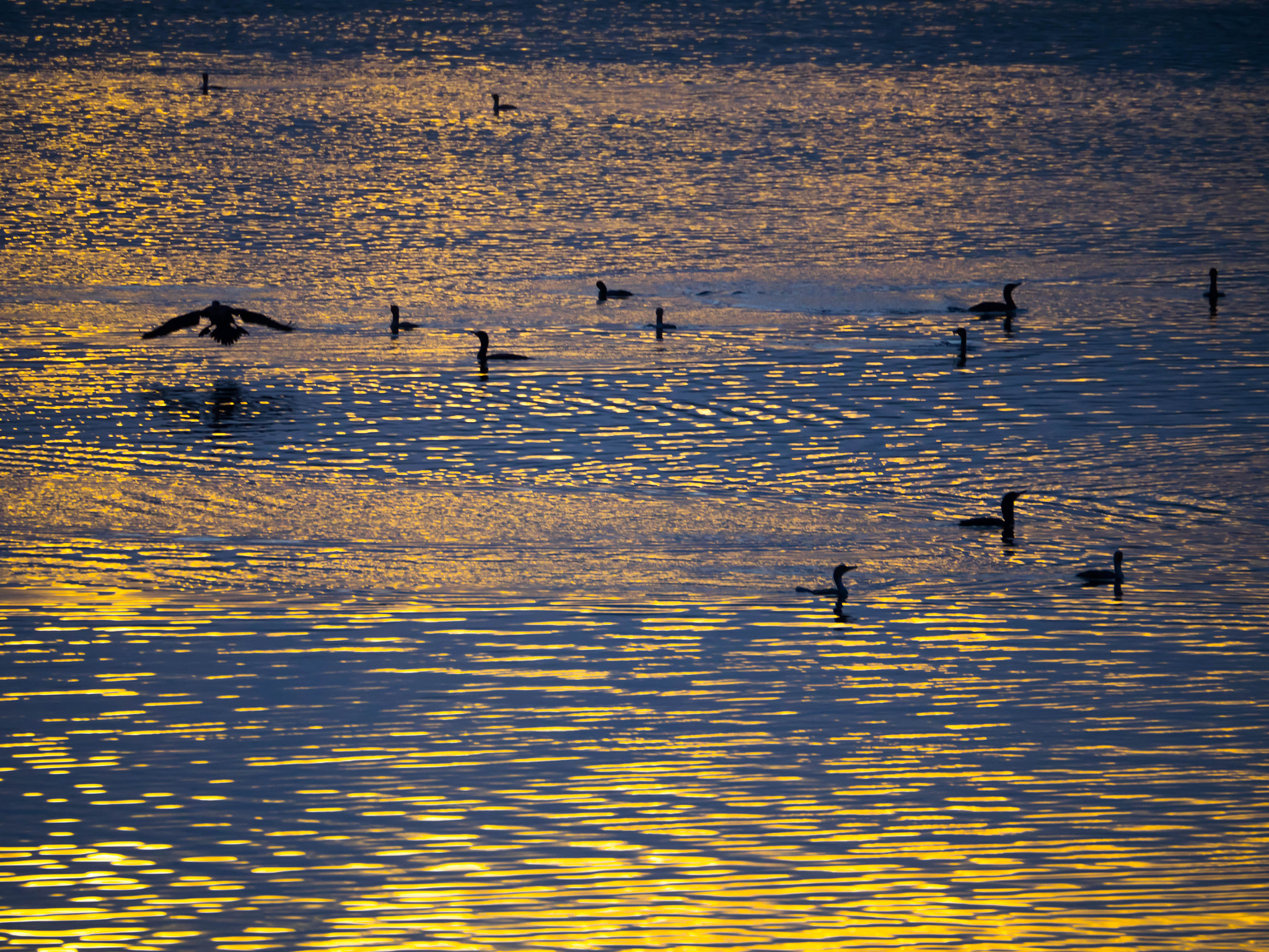 Olympus OM-D E-M1 sample photo. Golden pond photography