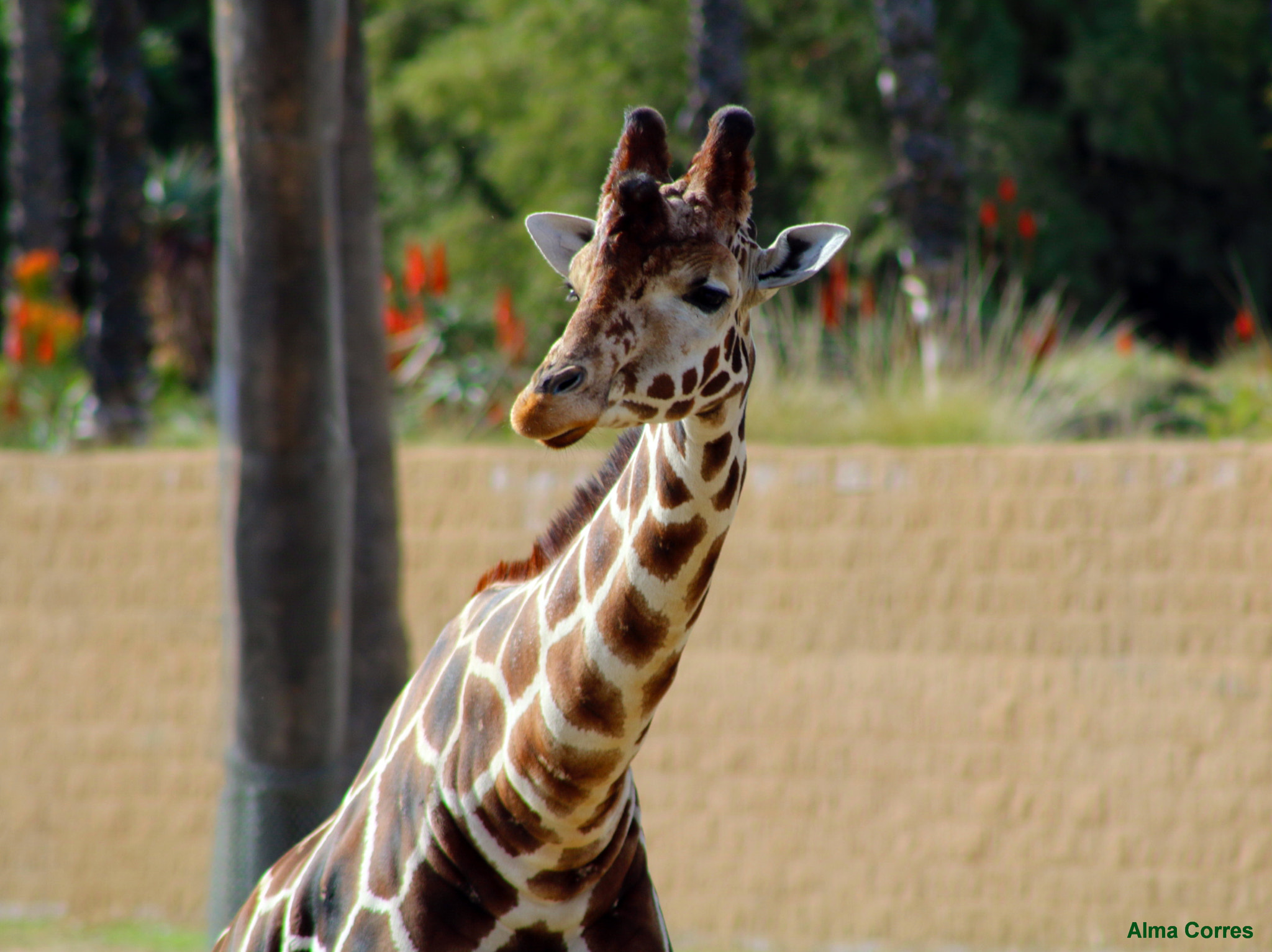 Canon EF 75-300mm f/4-5.6 USM sample photo. A beautiful giraffe photography