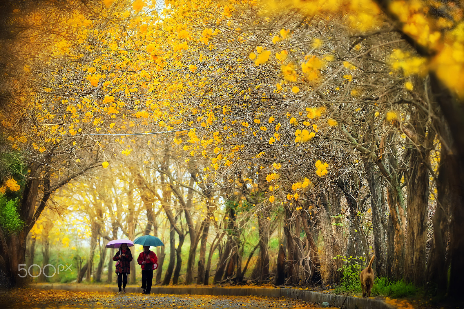 Canon EOS-1D X sample photo. Golden tunnel walk photography