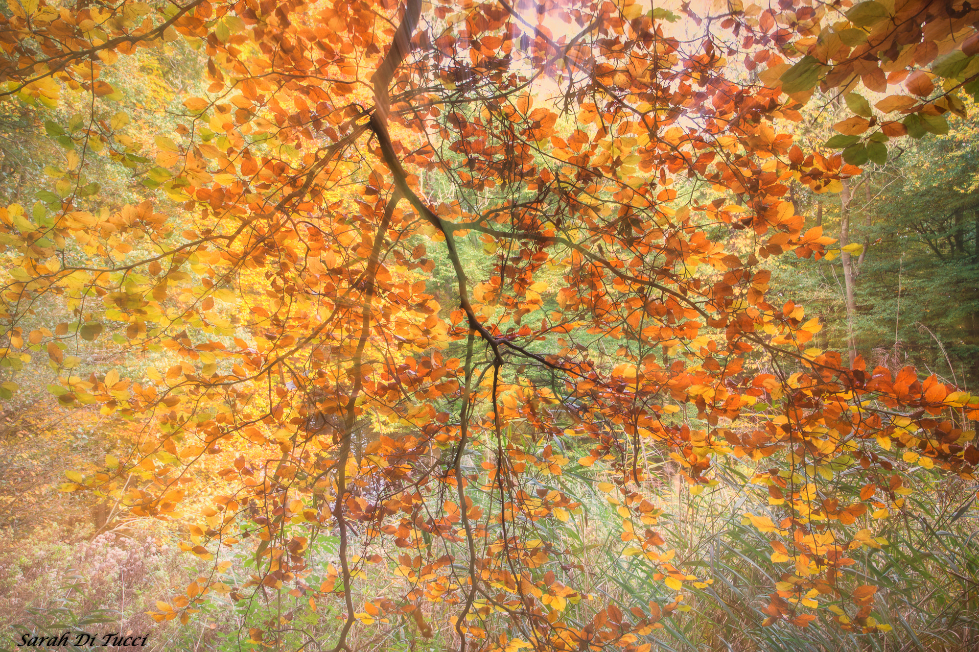 Sony SLT-A58 sample photo. Autumn photography