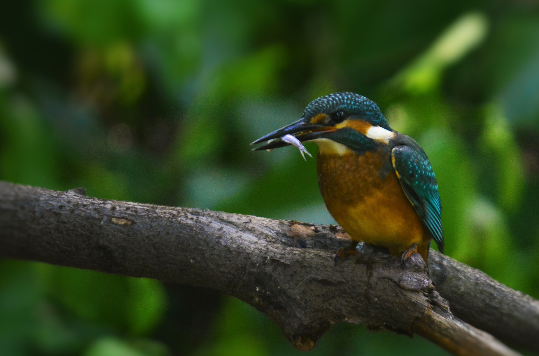 Sigma 150-500mm F5-6.3 DG OS HSM sample photo. Kingfisher photography