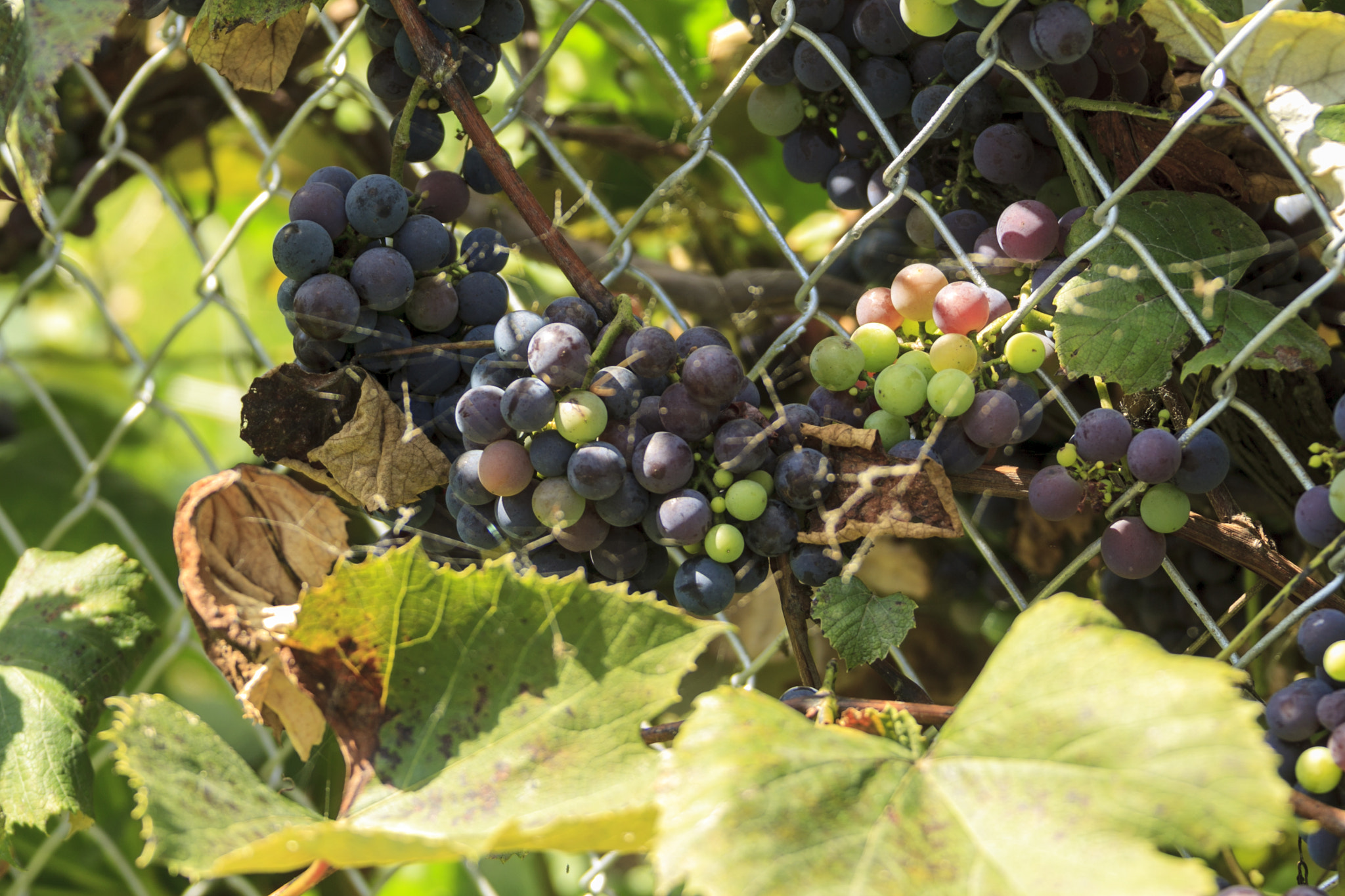 Canon EOS-1D Mark IV sample photo. Vineyard photography