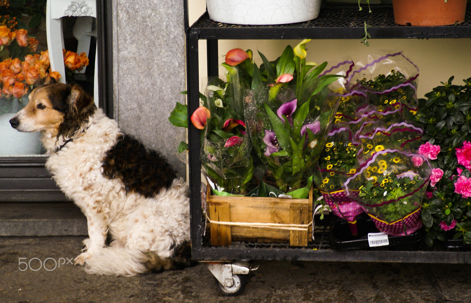 Sony Alpha DSLR-A100 + Tamron AF 28-105mm F4-5.6 [IF] sample photo. Florist for a day photography