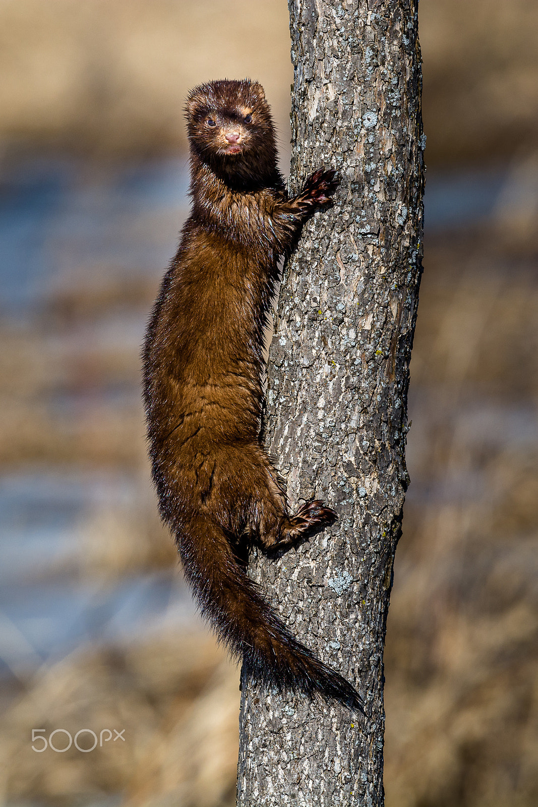 Nikon Nikkor AF-S 300mm F4E PF ED VR sample photo. Nitro photography