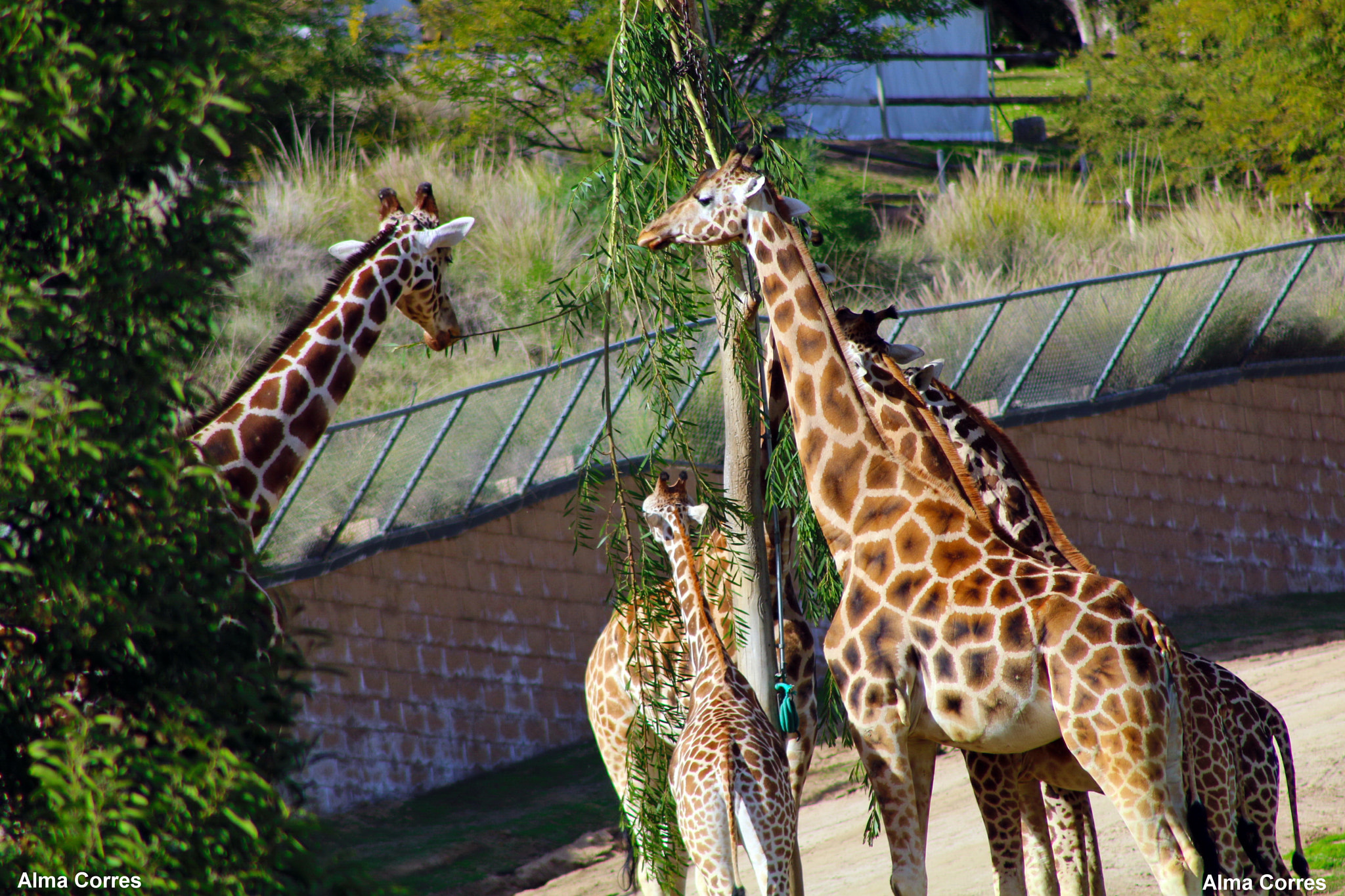 Canon EF 75-300mm f/4-5.6 USM sample photo. Group of giraffes photography