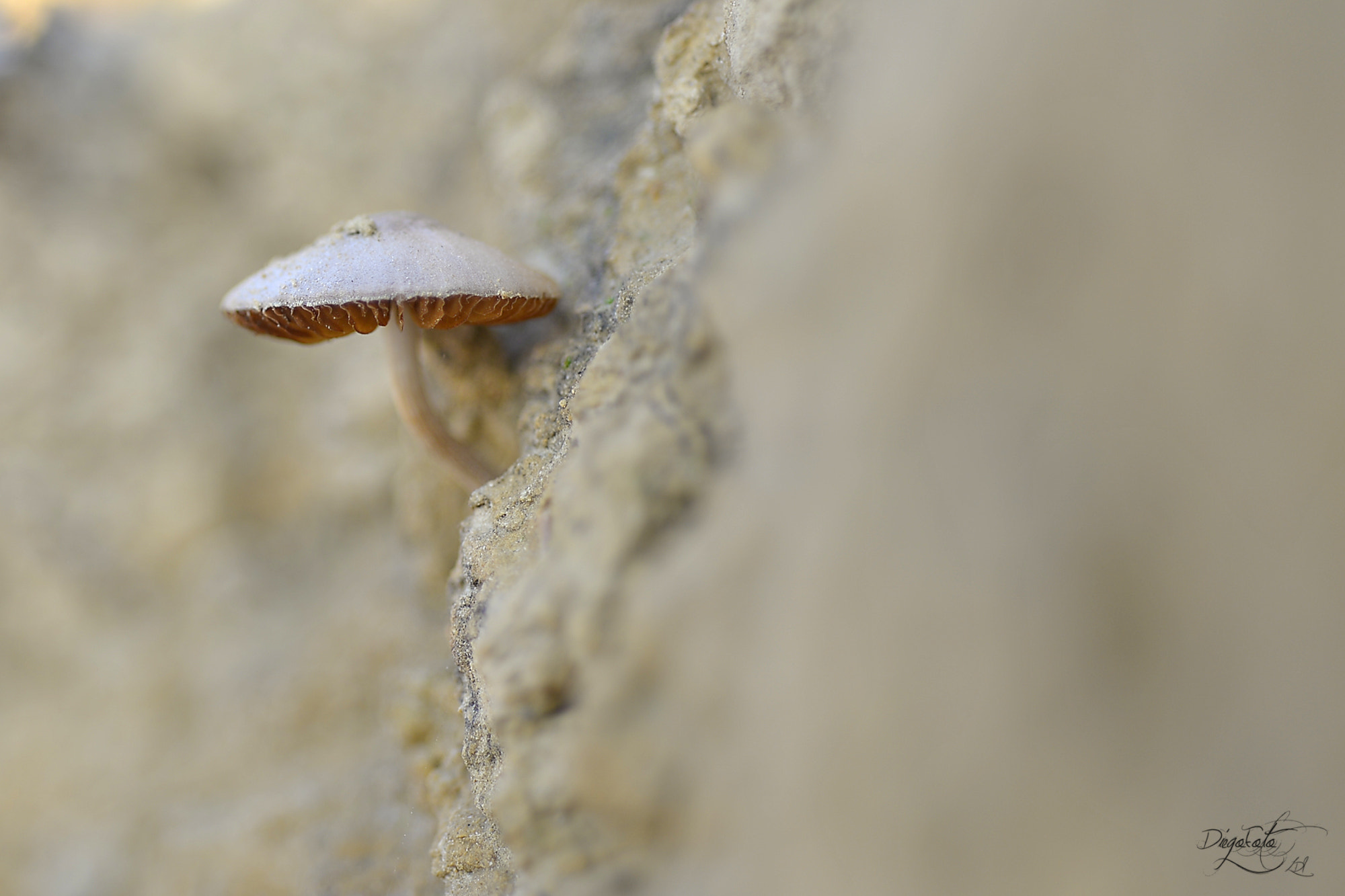 Nikon D610 + Nikon AF Micro-Nikkor 60mm F2.8D sample photo. Fungi photography