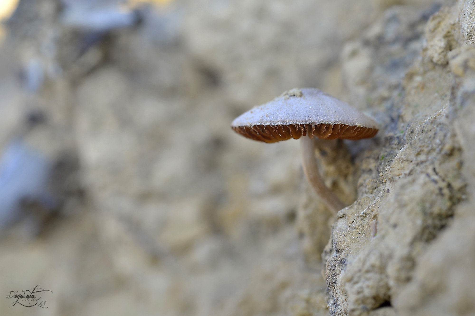 Nikon D610 + Nikon AF Micro-Nikkor 60mm F2.8D sample photo. Fungi photography