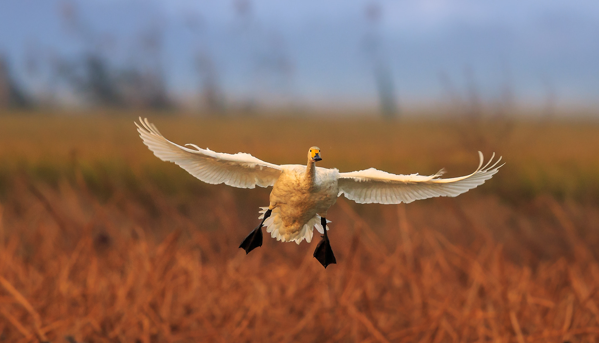 Canon EF 600mm F4L IS II USM sample photo