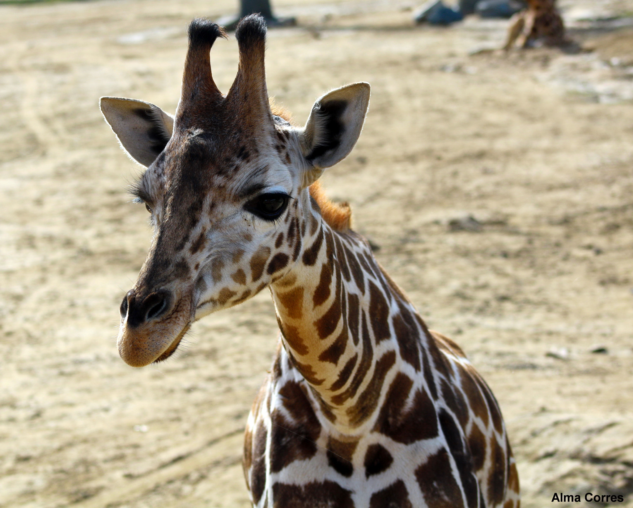Canon EF 75-300mm f/4-5.6 USM sample photo. Baby giraffe photography