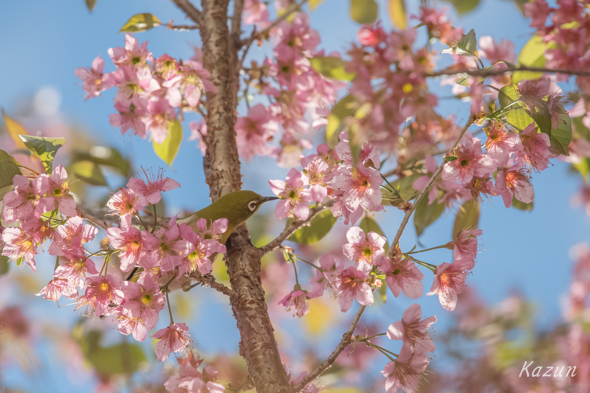 Nikon Nikkor AF-S 300mm F4E PF ED VR sample photo. ♪～ photography