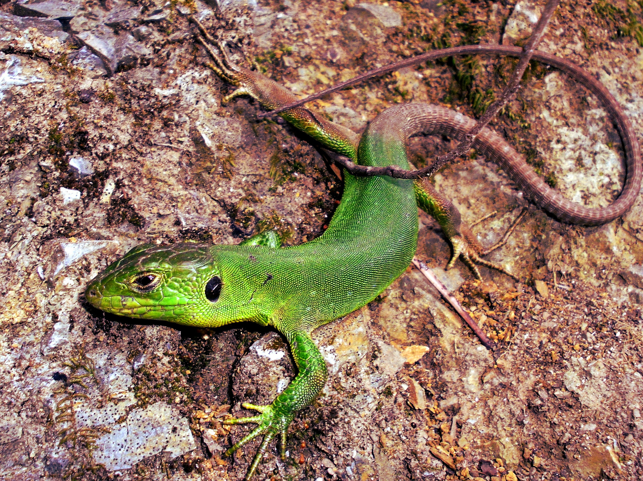 Samsung PL90/VLUU PL90 sample photo. Green lizard photography