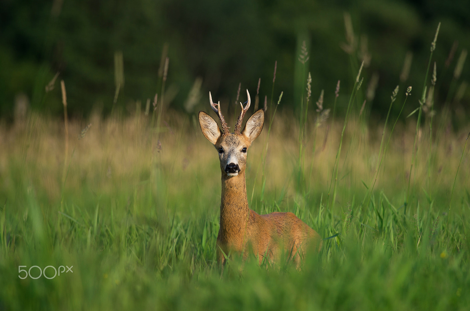 Pentax K-50 sample photo. Close encounter photography