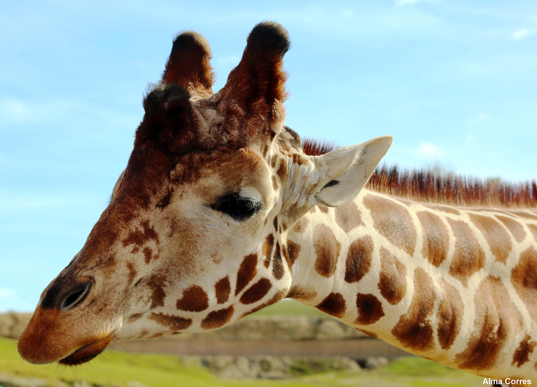 Canon EF 75-300mm f/4-5.6 USM sample photo. Head of the giraffe photography
