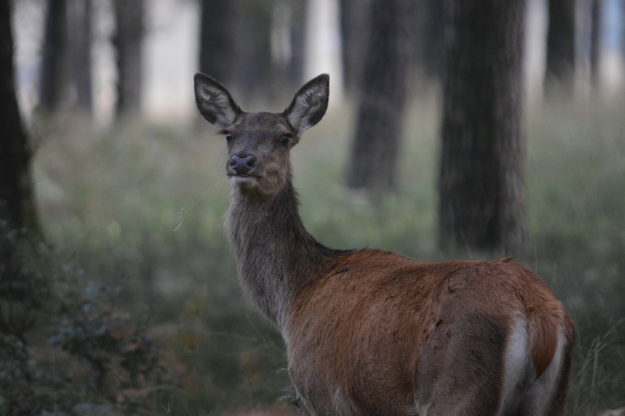 Sigma 150-500mm F5-6.3 DG OS HSM sample photo. Red deer photography
